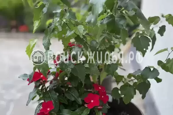 Дом под ключ, Гоголя, д.27А, Сочи Дом под ключ, Гоголя, д.27А, Сочи