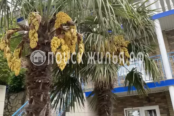 «Утес», Ольгинка