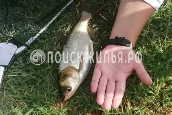 Гостевой дом «Лазурный», Голубицкая