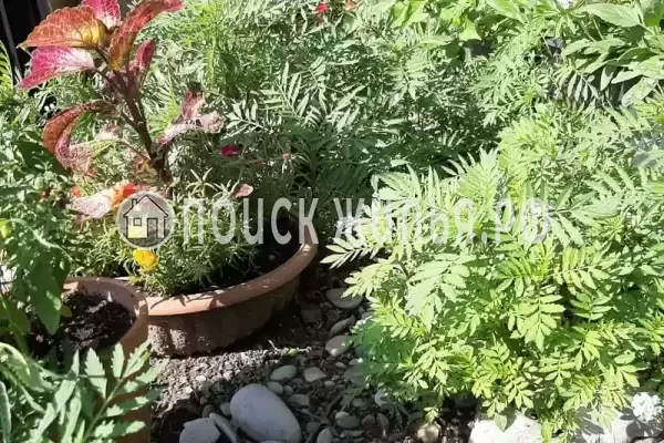 «Причал», Ольгинка