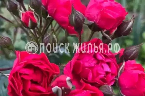 Частный сектор «Домик на Степной», Пицунда