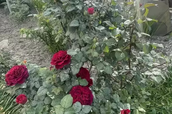 Частный сектор «ShoTur» Частный сектор «ShoTur»