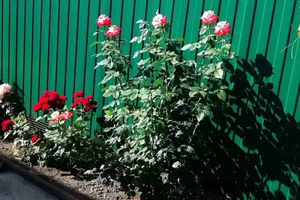 Частный сектор «Домик на Одесской (на 4 человека)» Частный сектор «Домик на Одесской (на 4 человека)»