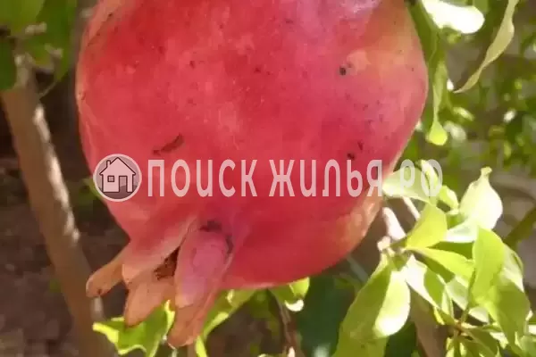 «NeNaSevere» «NeNaSevere»