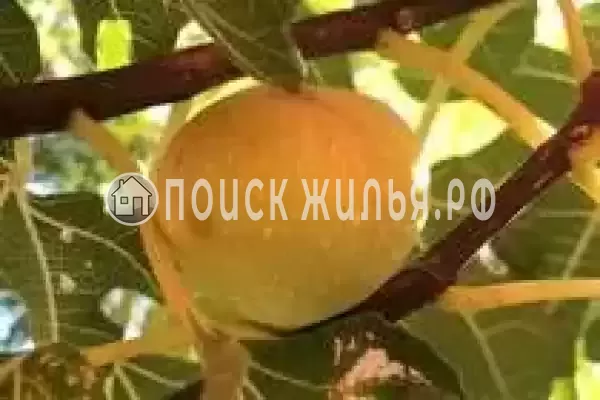 «NeNaSevere» «NeNaSevere»