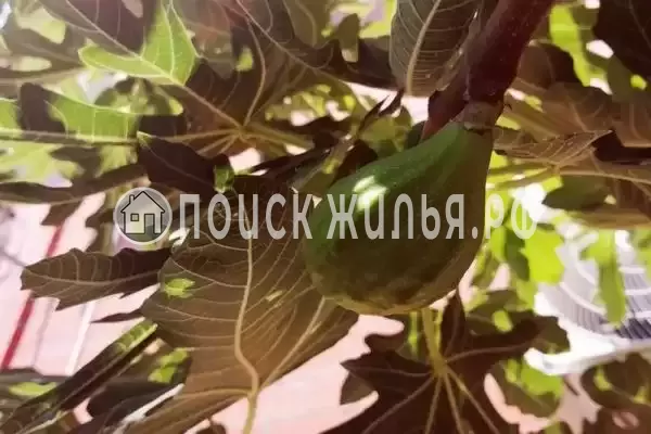 «NeNaSevere» «NeNaSevere»