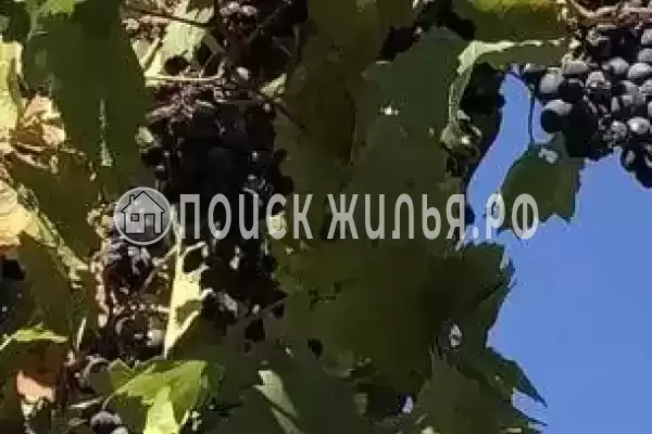 «NeNaSevere» «NeNaSevere»