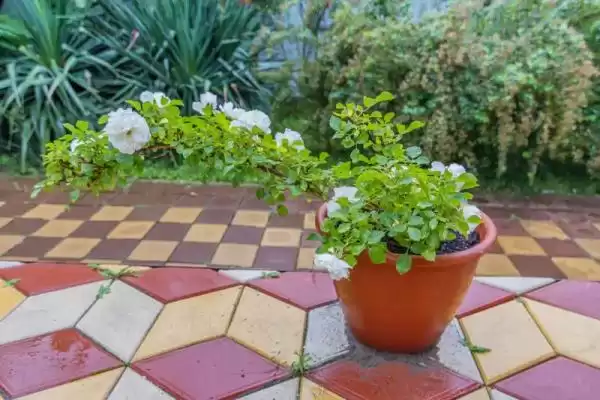 Гостевой дом «Green house» Гостевой дом «Green house»