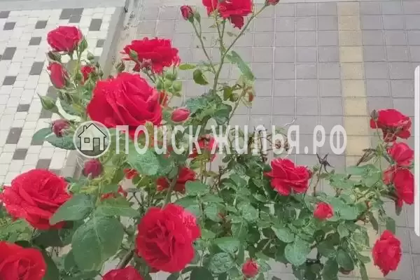 «Весёлый рапан»