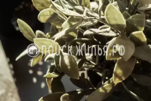 «Гостевые дома Три Медведя»