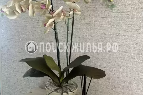 «Верные друзья» «Верные друзья»