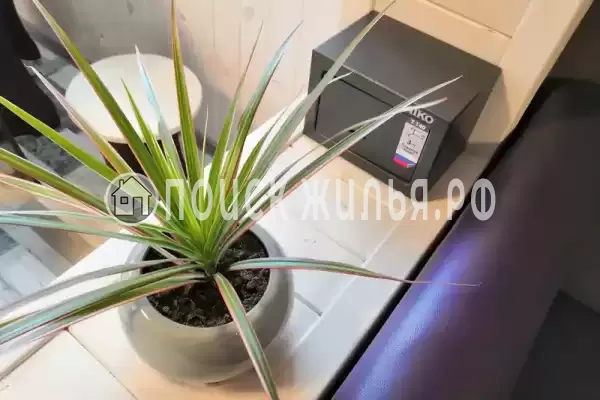 «Белый Кот» «Белый Кот»