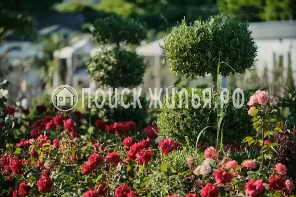 «Черный кот»