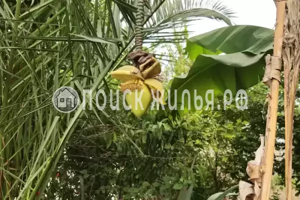 Гостевой дом «Две пальмы» Гостевой дом «Две пальмы»