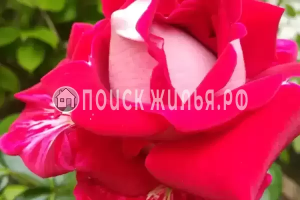 «Ангели» «Ангели»