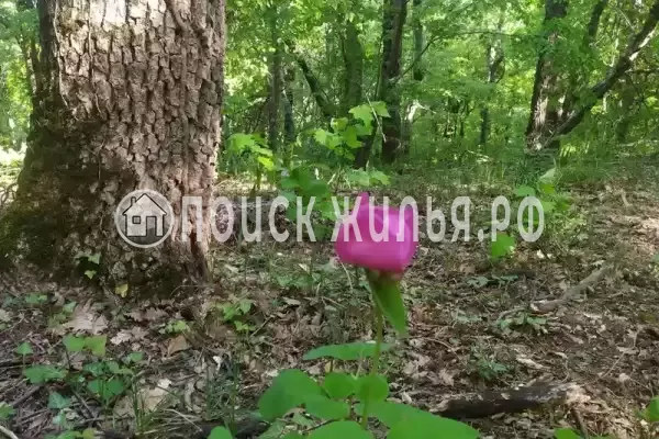 Апартаменты «Скала Парус»