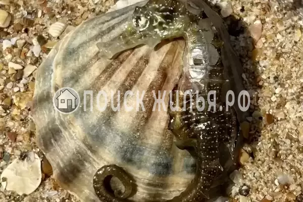 Частный сектор «Bungalo dali»