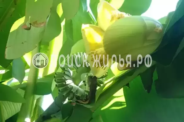 Частный сектор «Дача у моря»