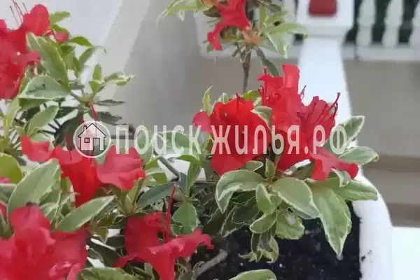 Частный сектор «Камея»