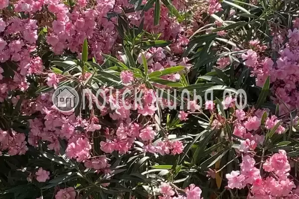 Частный сектор «Комната в частном доме у моря» Частный сектор «Комната в частном доме у моря»