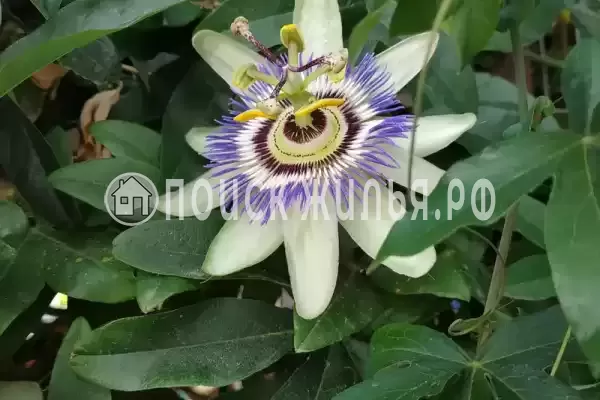 Дом под ключ «Около моря» Дом под ключ «Около моря»