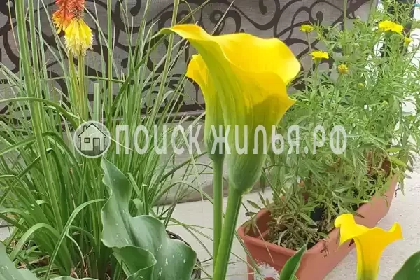 Дом под ключ «Дом с бассейном под ключ» Дом под ключ «Дом с бассейном под ключ»