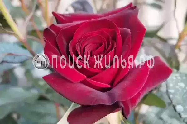 Частный сектор «Коттедж на Лиловой»