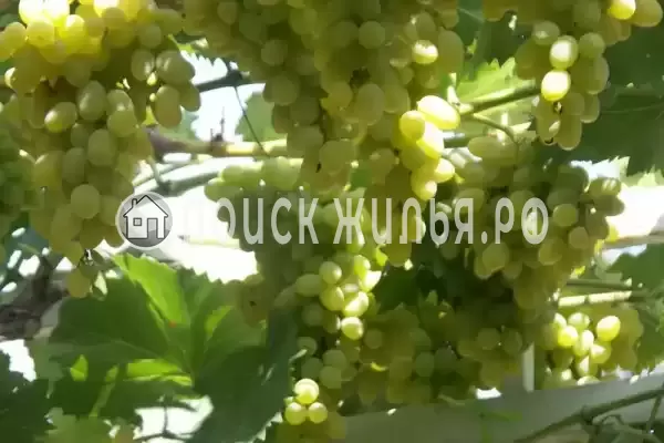 Частный сектор «Дом для семейного отдыха» Частный сектор «Дом для семейного отдыха»