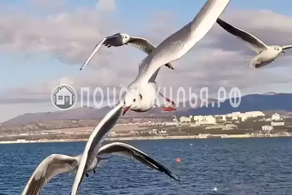 Квартира «Однокомнатная квартира на Крымской» Квартира «Однокомнатная квартира на Крымской»