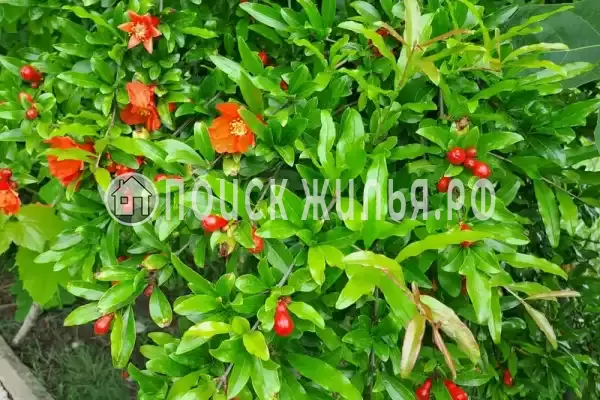 Дом под ключ «С бассейном»