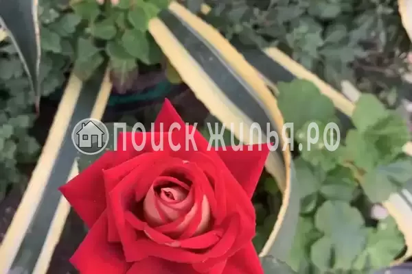 Частный сектор «Елена» Частный сектор «Елена»