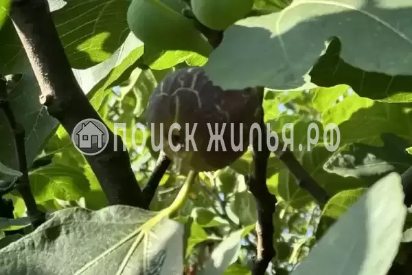 Частный сектор «Елена» Частный сектор «Елена»