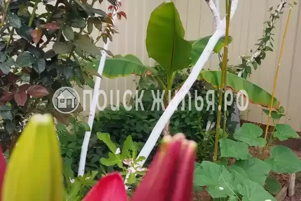 «Белые ночи» «Белые ночи»