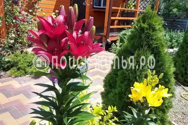 «Белые ночи» «Белые ночи»