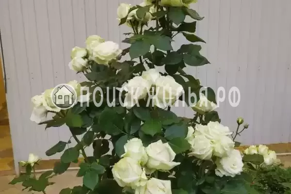 «Белая дача» «Белая дача»