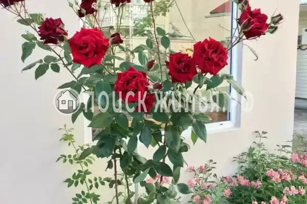 «У Константина»