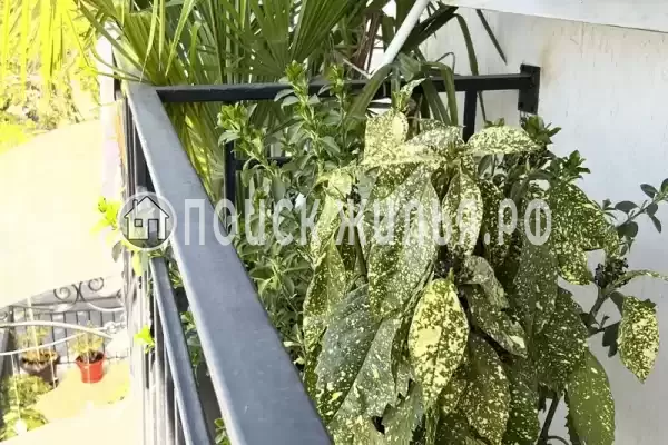 Отель «Сухум Авеню»